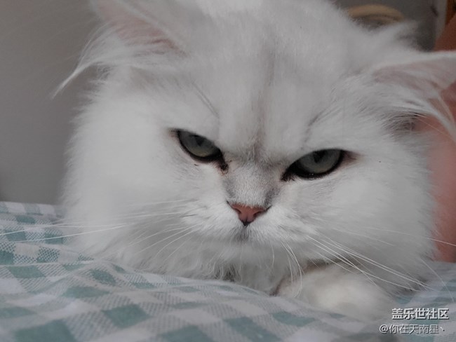 給貓自拍，還不樂(lè)意了