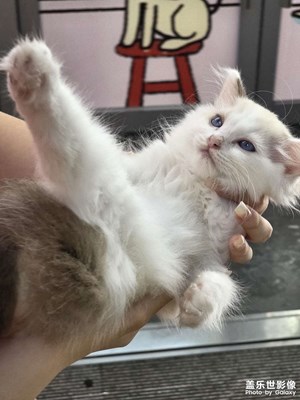 【透過鏡頭感受世界】可愛貓貓