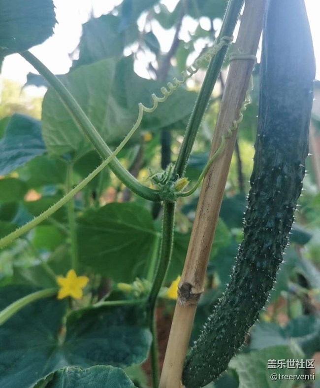 【鵬城暑色】初秋菜園