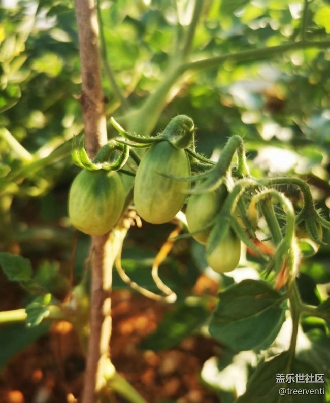 【鵬城暑色】初秋菜園