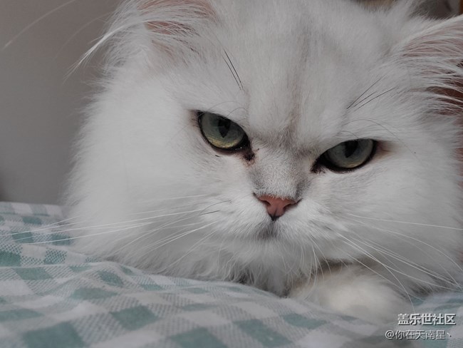 給貓自拍，還不樂(lè)意了