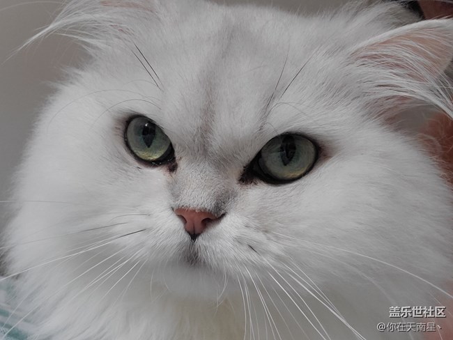 給貓自拍，還不樂(lè)意了