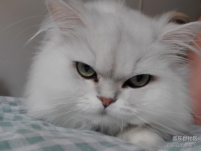 給貓自拍，還不樂(lè)意了