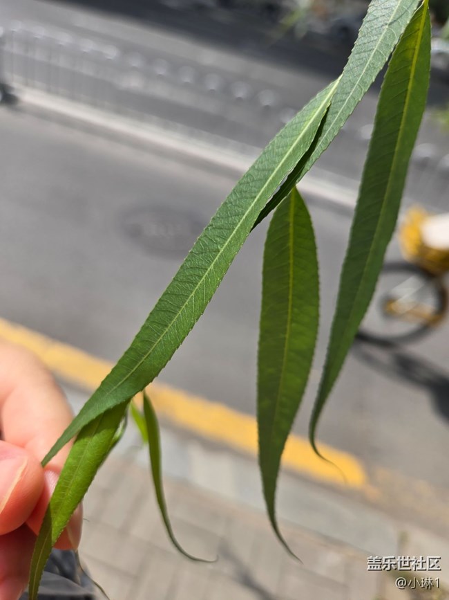 【纖薄魅力】柳葉