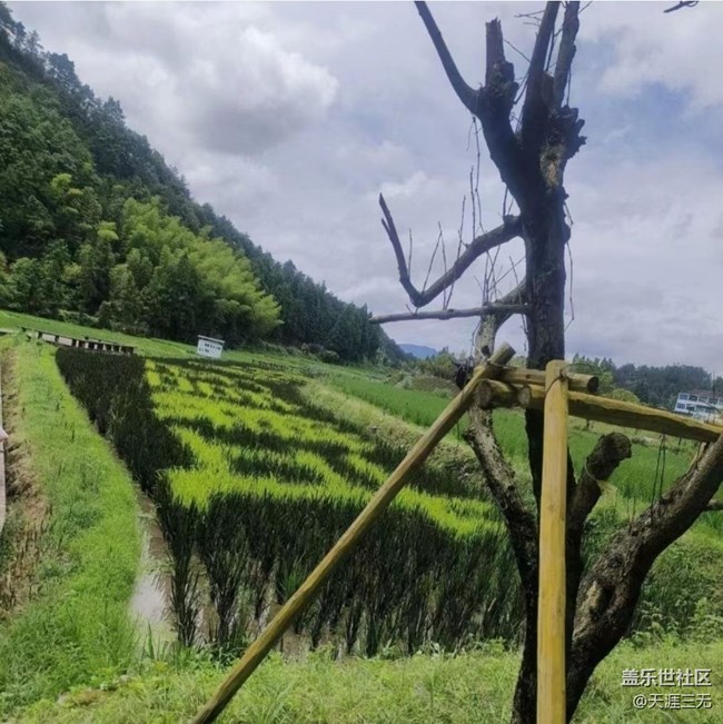 【鵬城暑色】采蓮