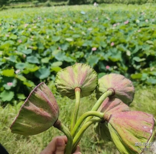 【鵬城暑色】采蓮