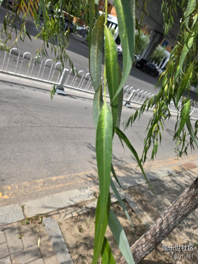 【纖薄魅力】柳葉