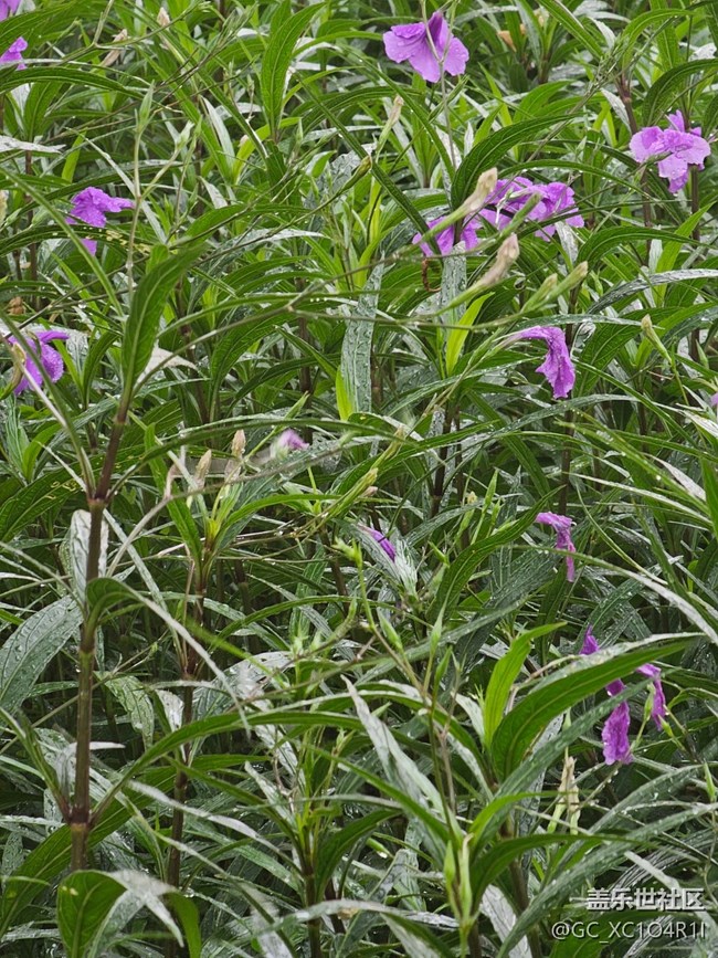 【漫步雨中】清新小雨