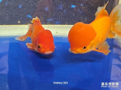 【透過鏡頭感受世界】隨遇而安