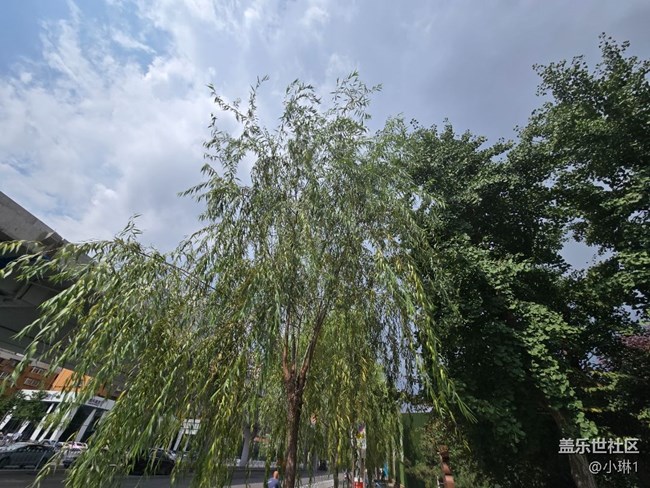 【纖薄魅力】柳葉