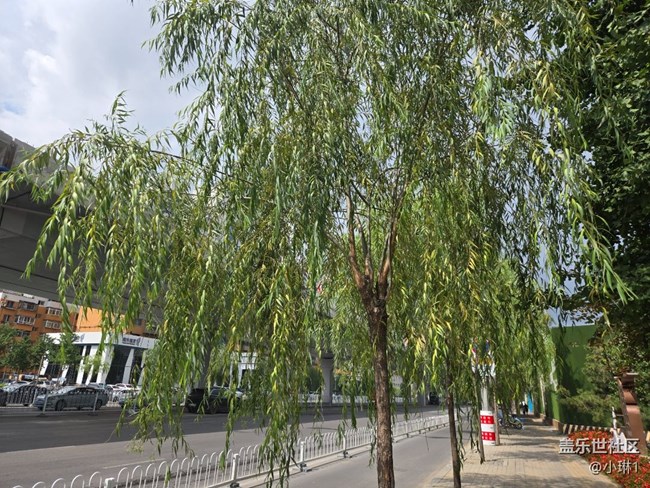 【纖薄魅力】柳葉