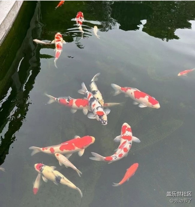 【鵬城暑色】寶藏