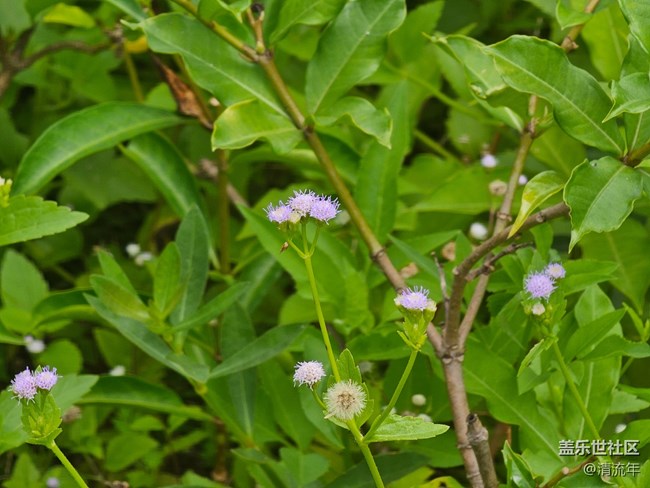 【自然物語】自然美麗