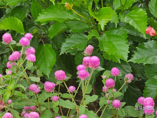 【自然物語】夏日水邊