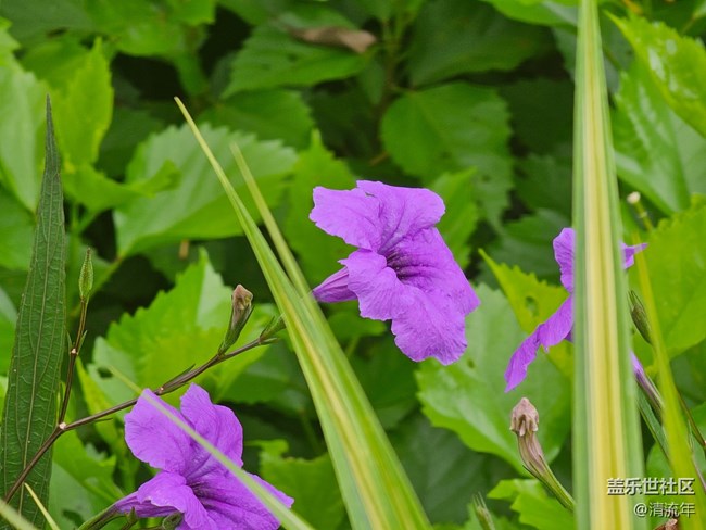 【自然物語】夏日水邊