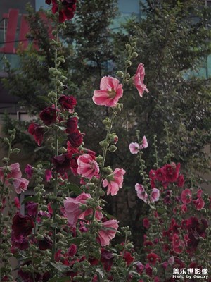 把尋常日子染成蜀葵花