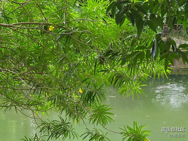 【自然物語】夏日水邊