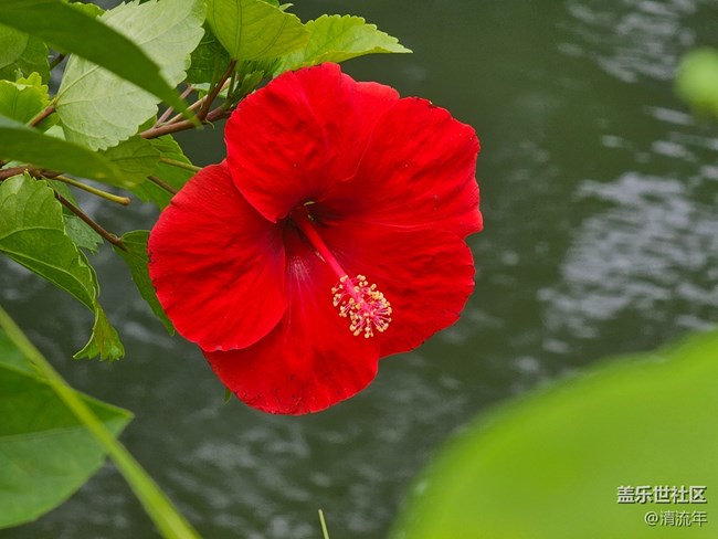 【自然物語】夏日水邊