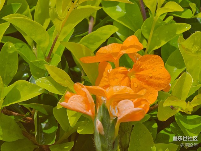 【自然物語】假日里