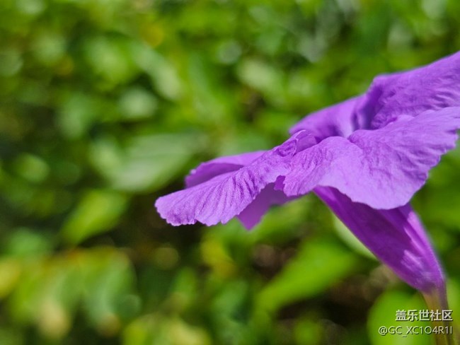 【纖薄魅力】枝葉也纖薄