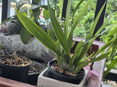 【透過鏡頭感受世界】+早晨的陽臺(tái)