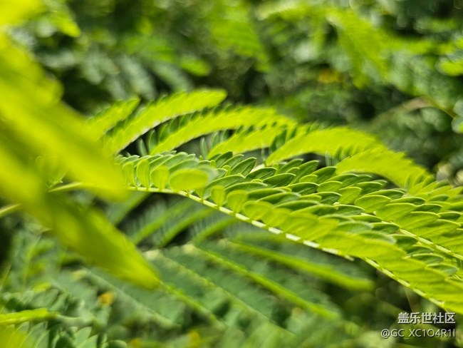 【纖薄魅力】枝葉也纖薄