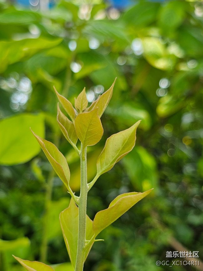 【纖薄魅力】枝葉也纖薄