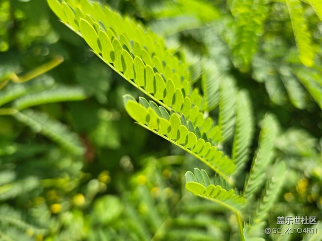 【纖薄魅力】枝葉也纖薄