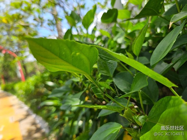 【纖薄魅力】枝葉也纖薄