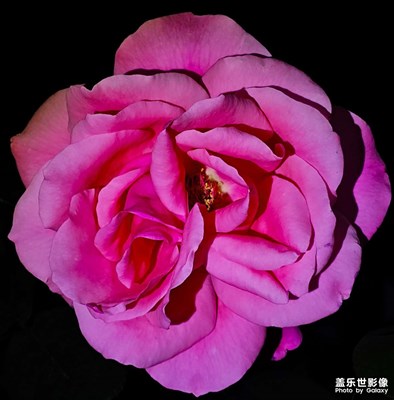 【透過鏡頭感受世界】+花的世界