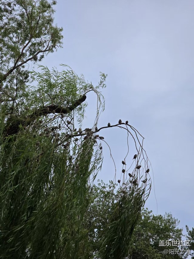 【立秋相簿】麻雀群英會(huì)