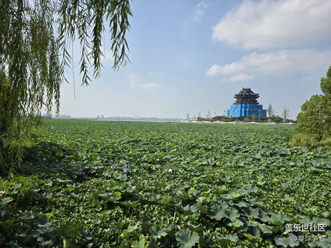 【立秋相簿】荷花與蓮花