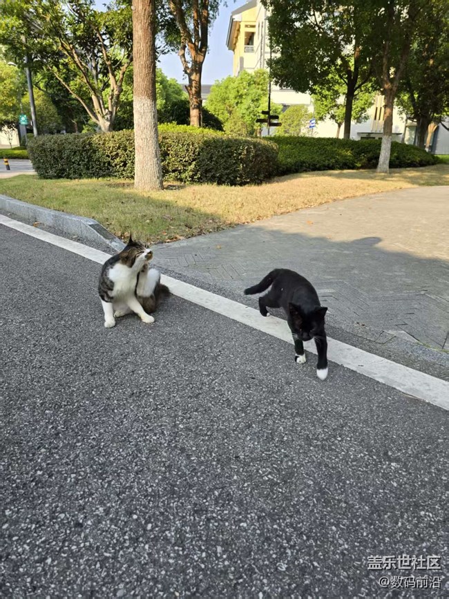 【立秋相簿】江南的貓咪