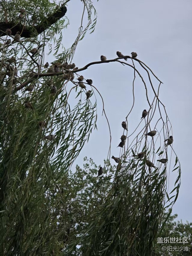 【立秋相簿】麻雀群英會(huì)