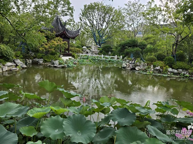 【立秋相簿】秋雨后的荷花