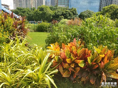 【透過鏡頭感受世界】陽光下的公園