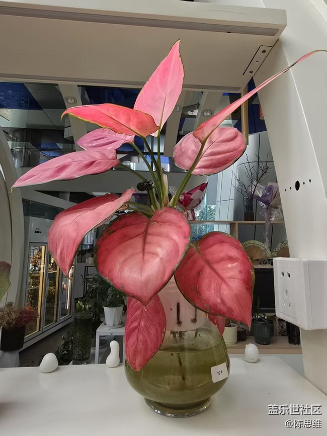 【立秋相簿】秋天的花也很美