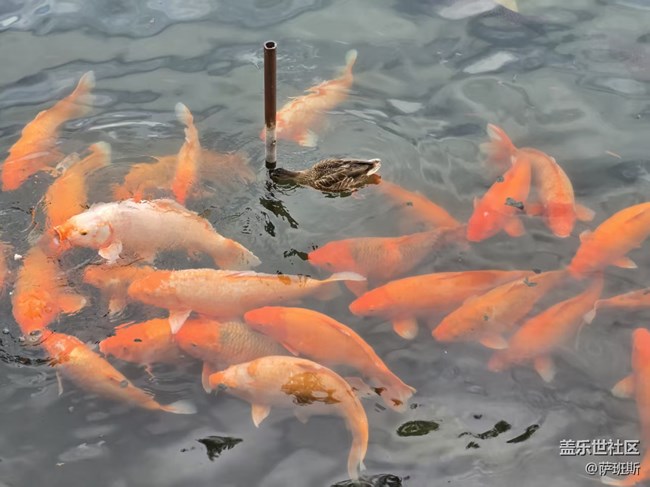 【立秋相簿】見魚發(fā)財(cái)好運(yùn)來