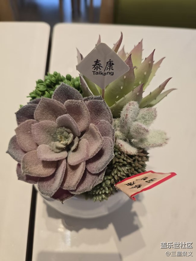 【立秋相簿】多肉植物