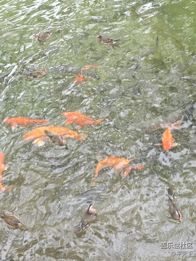 【立秋相簿】錦鱗游泳