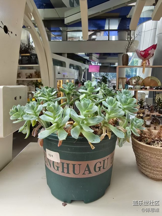 【立秋相簿】秋天的花也很美