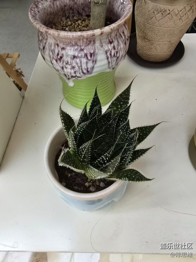 【立秋相簿】秋天的花也很美