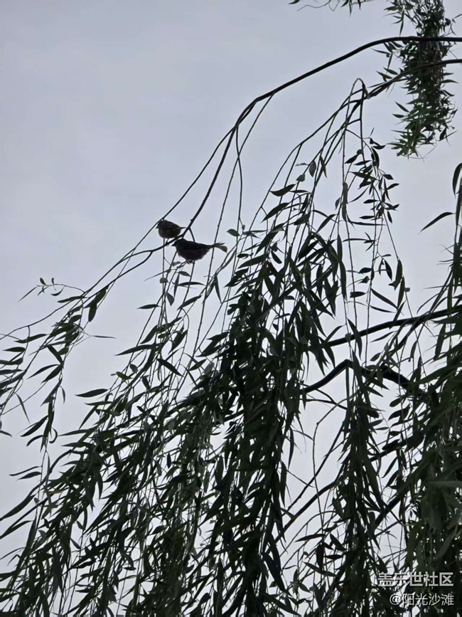 【立秋相簿】麻雀群英會(huì)