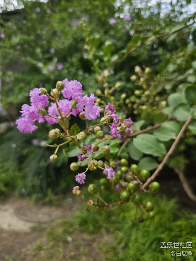【立秋相簿】木槿花開秋天到