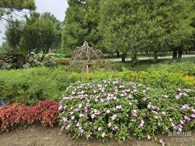 【立秋相簿】秋天花盛開