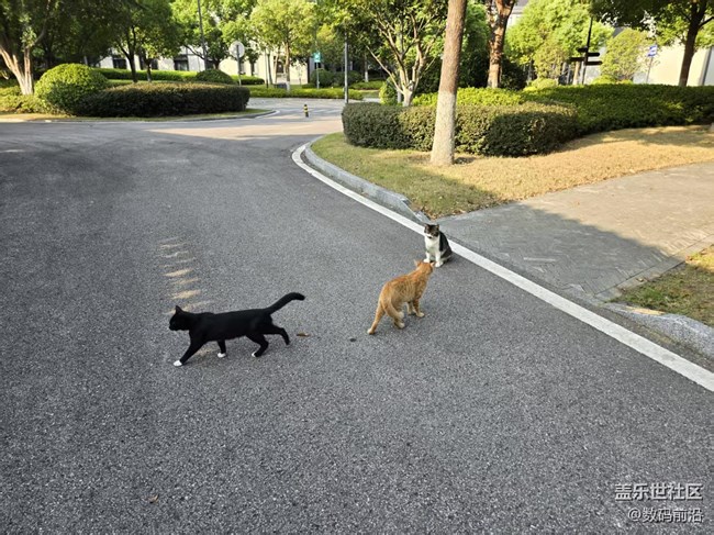 【立秋相簿】江南的貓咪