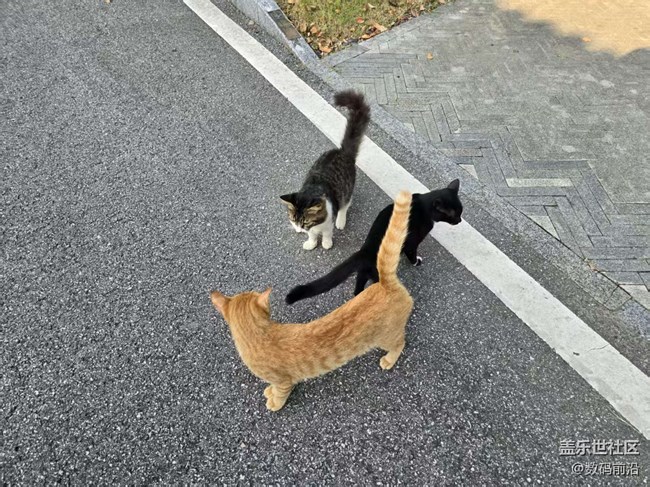 【立秋相簿】江南的貓咪