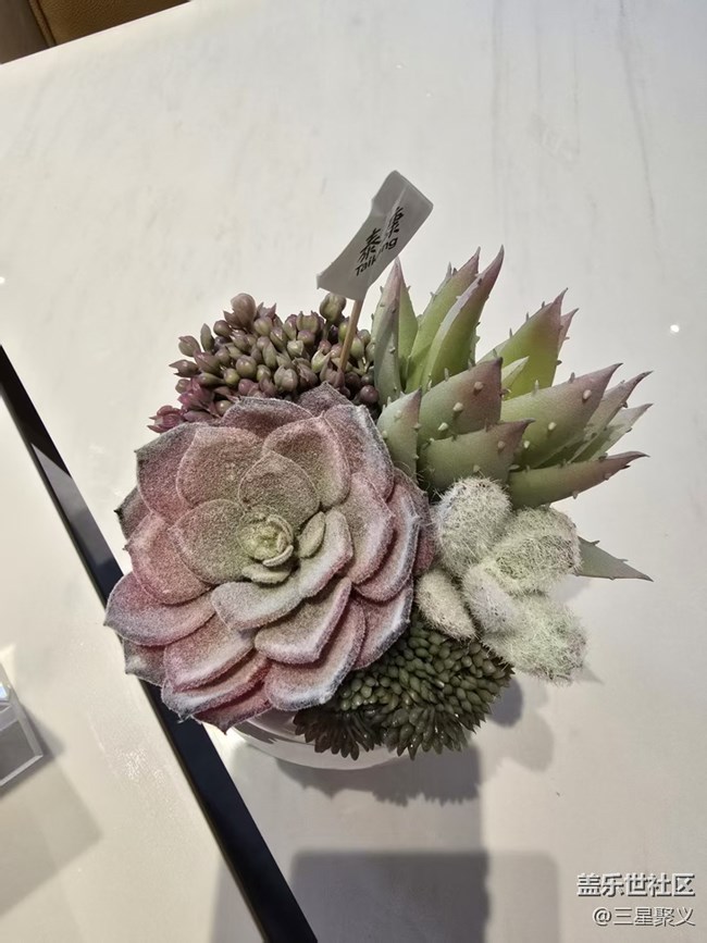 【立秋相簿】多肉植物