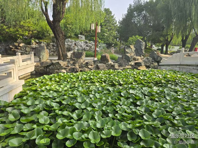 【立秋相簿】荷花與蓮花