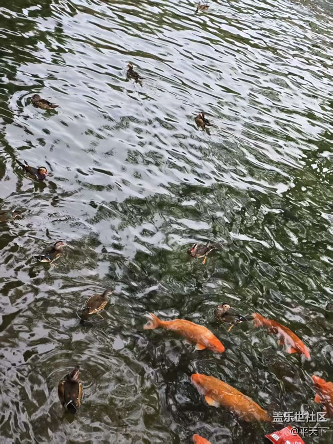 【立秋相簿】錦鱗游泳